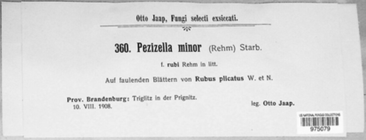 Eupezizella minor image